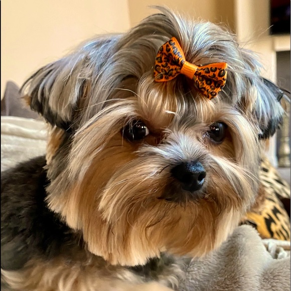 Meet your Posher, Rebecca - Picture 1 of 1